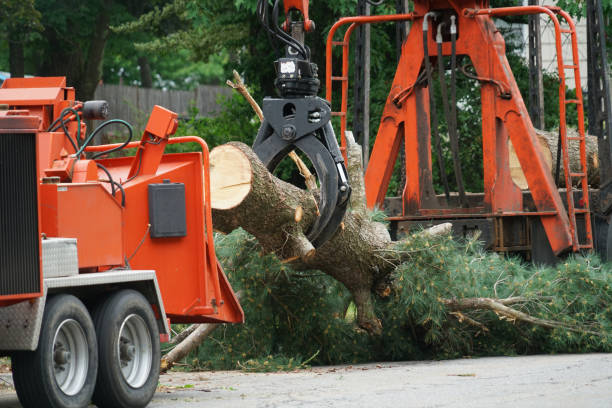 Best Tree Mulching  in Tilton Northfield, NH